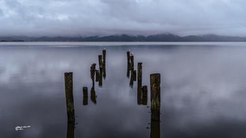 Seagulls at dawn-Lago Puccini-Dicembre 2019