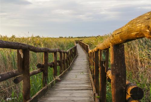 The jetty-Lago Massaciuccoli-Ottobre 2018