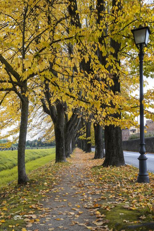 The small avenue with its Foliage-Vicopisano-Ottobre 2020