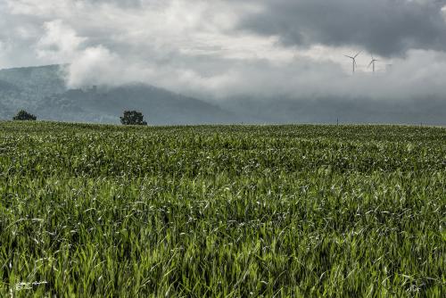 The green and the sky-Lorenzana-Maggio 2019