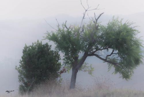 Lonely tree-Orciano-Luglio 2018