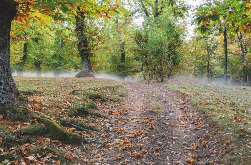 Mist among the chestnut trees-Careggine-Ottobre-2018
